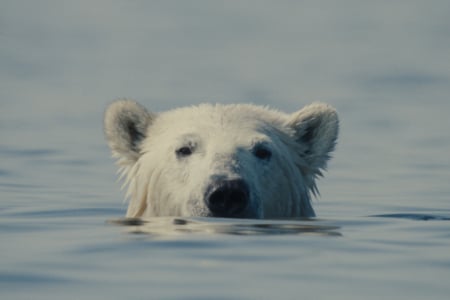 Nuisancebear Still