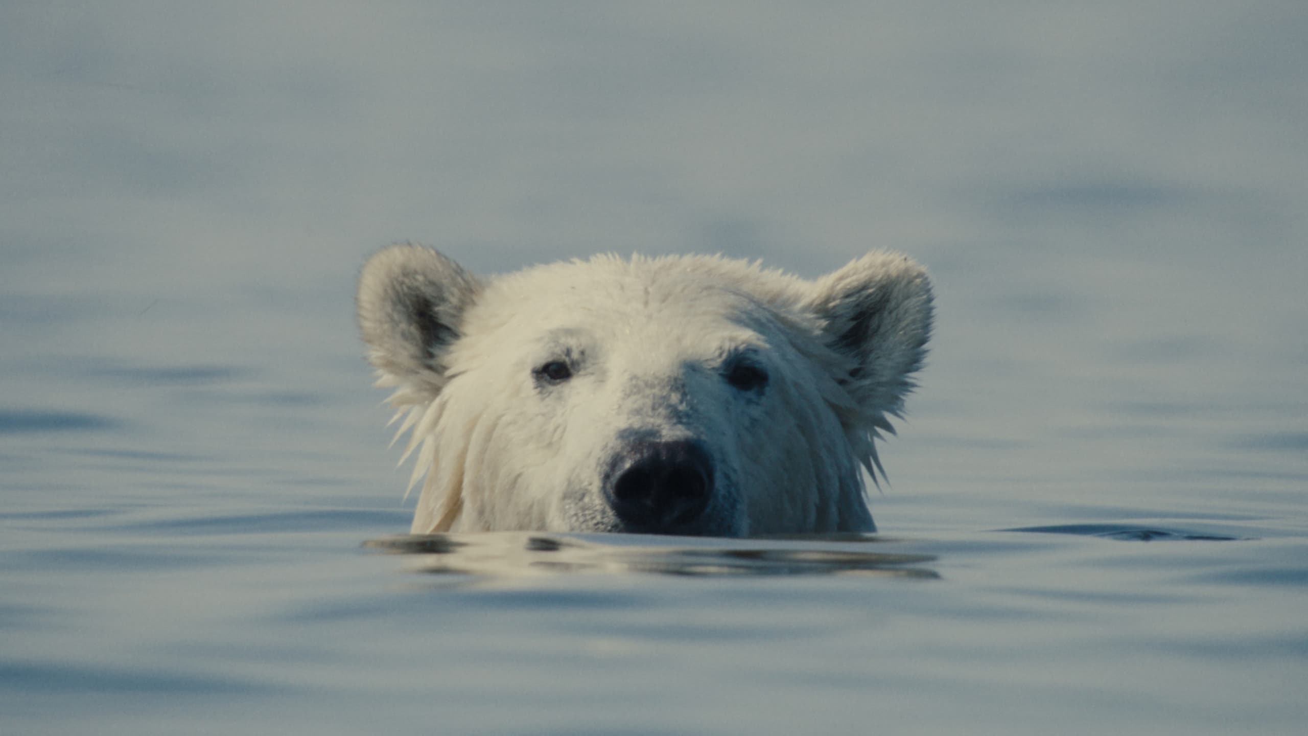 Nuisancebear Still